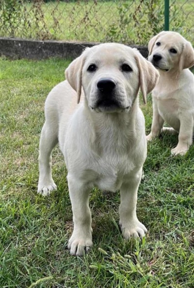 Labrador retriver ženkice