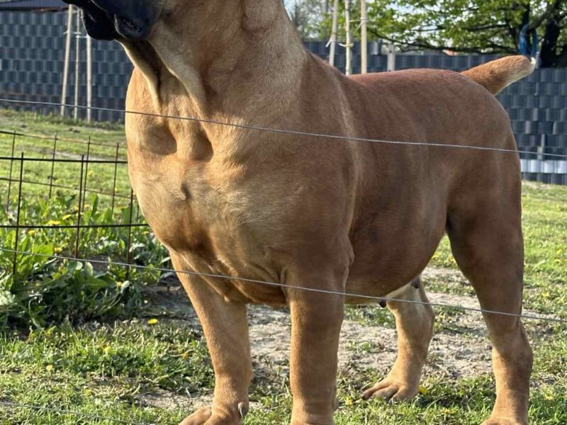 Južnoafrički mastif - Boerboel štenci