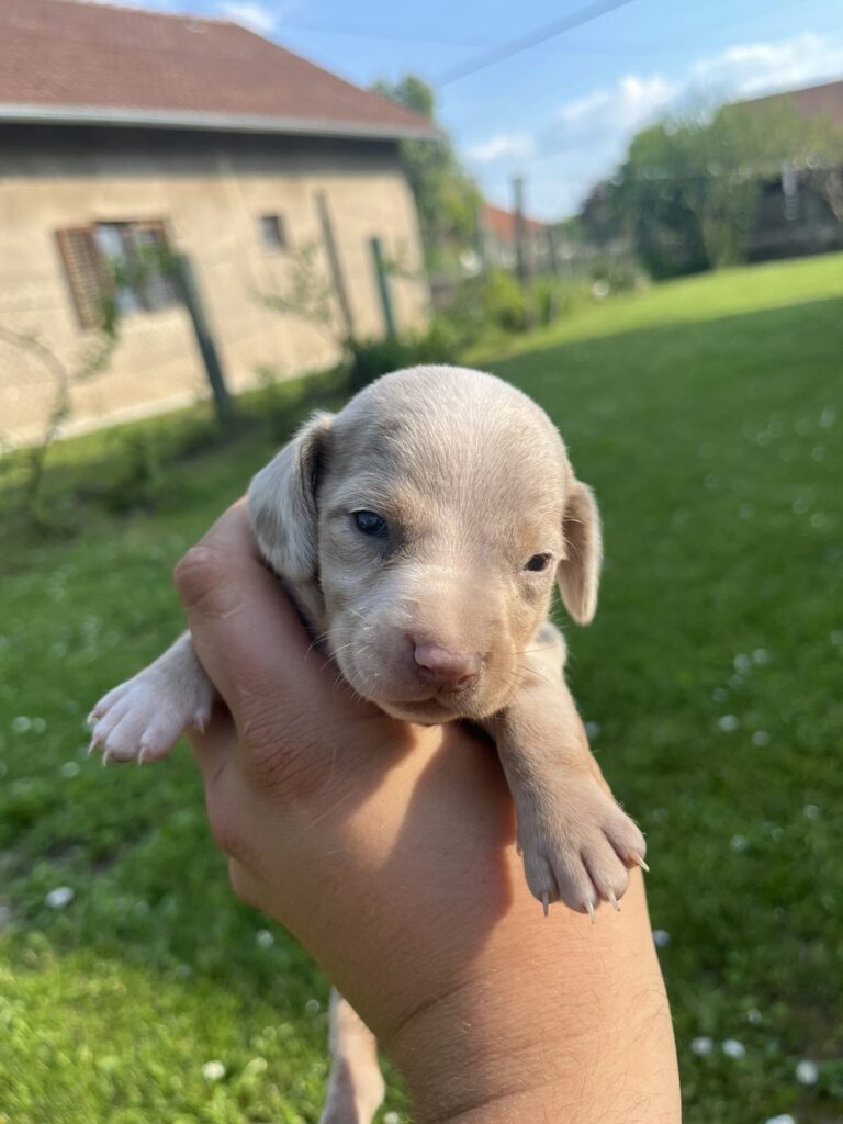 Mini Jazavičar prelepi štenci
