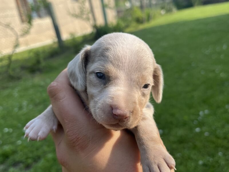 Mini Jazavičar prelepi štenci