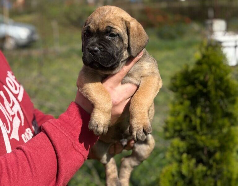Cane Corso Kane Korso TOP KVALITET