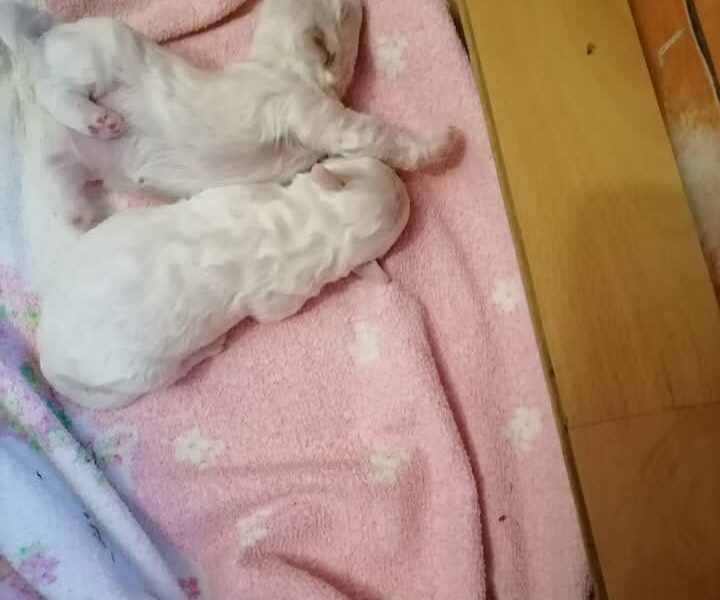 Kovrdžavi bišon štenci na prodaju