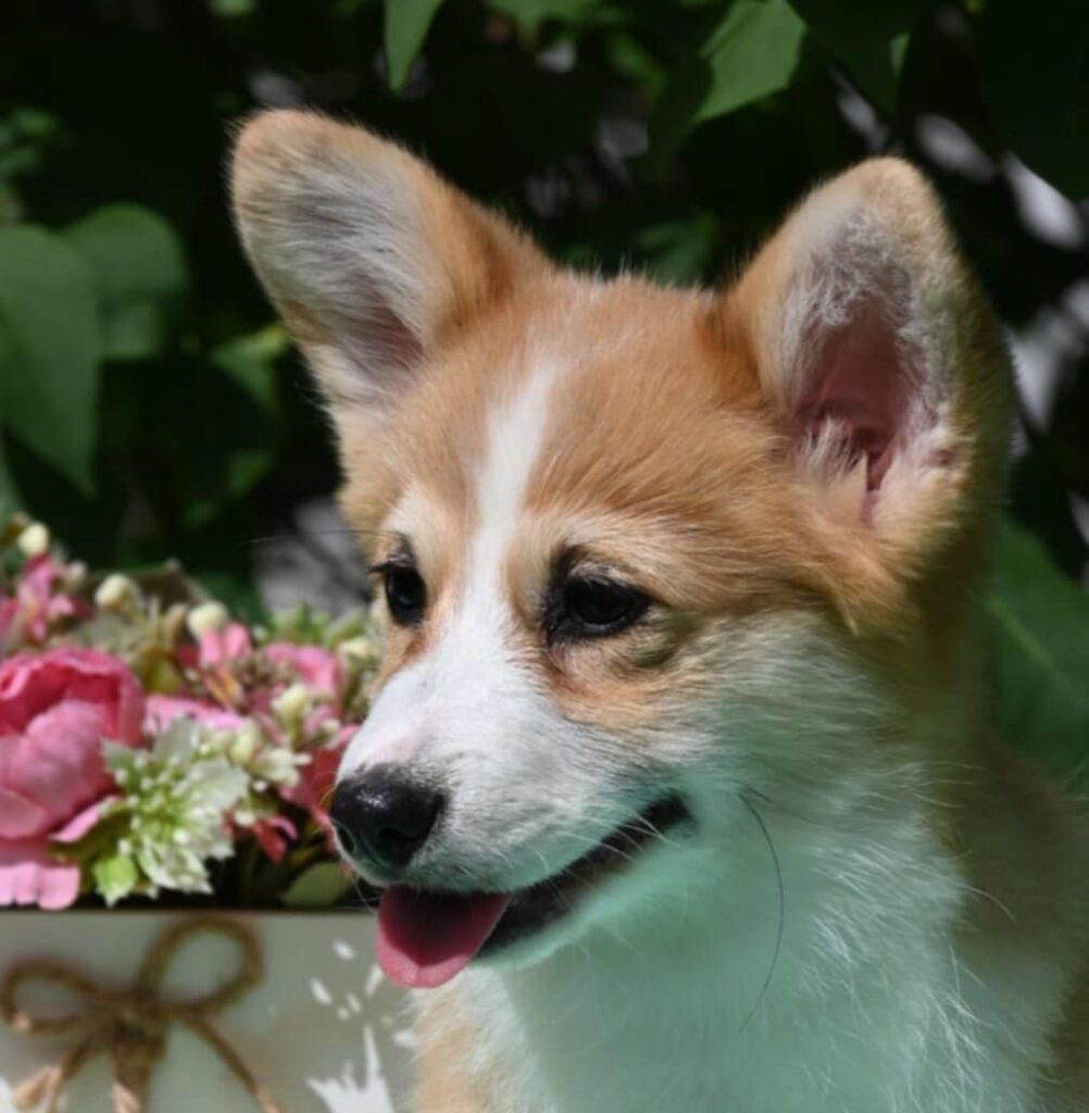 Velski korgi/Welsh Corgi Pembroke