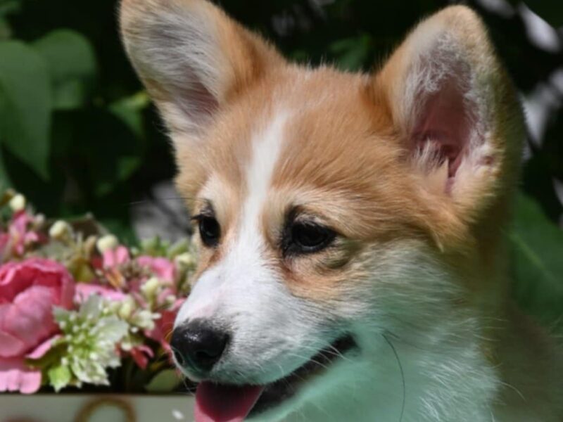Velski korgi/Welsh Corgi Pembroke