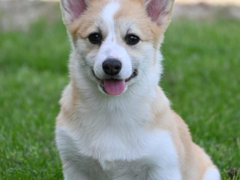 Velski korgi/Welsh Corgi Pembroke