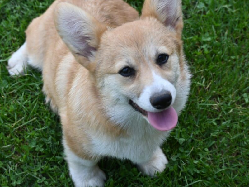 Velski korgi/Welsh Corgi Pembroke