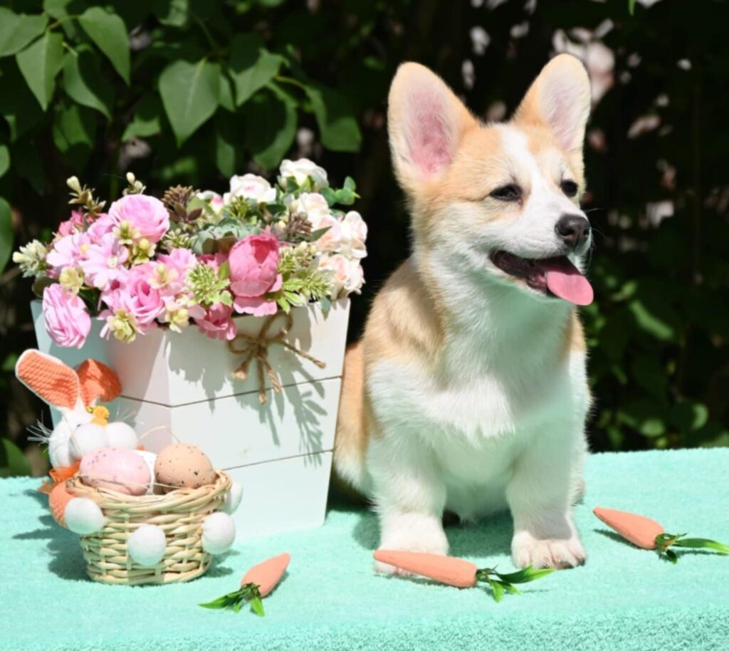 Velski korgi/Welsh Corgi Pembroke