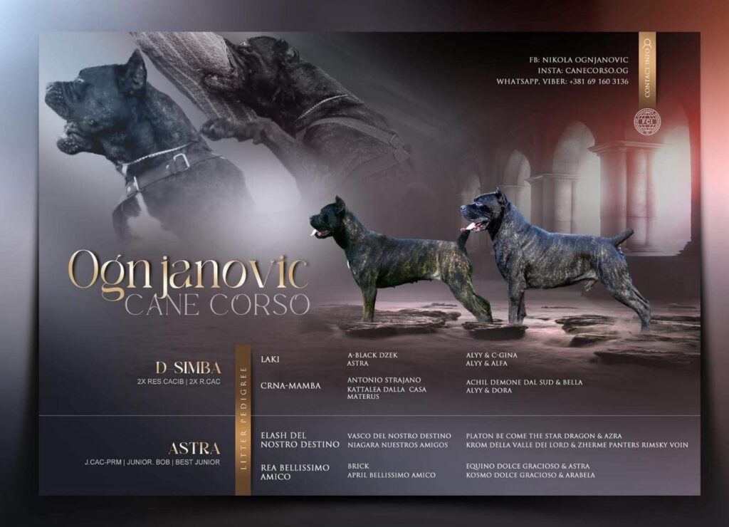 Cane Corso Kane Korso TOP KVALITET