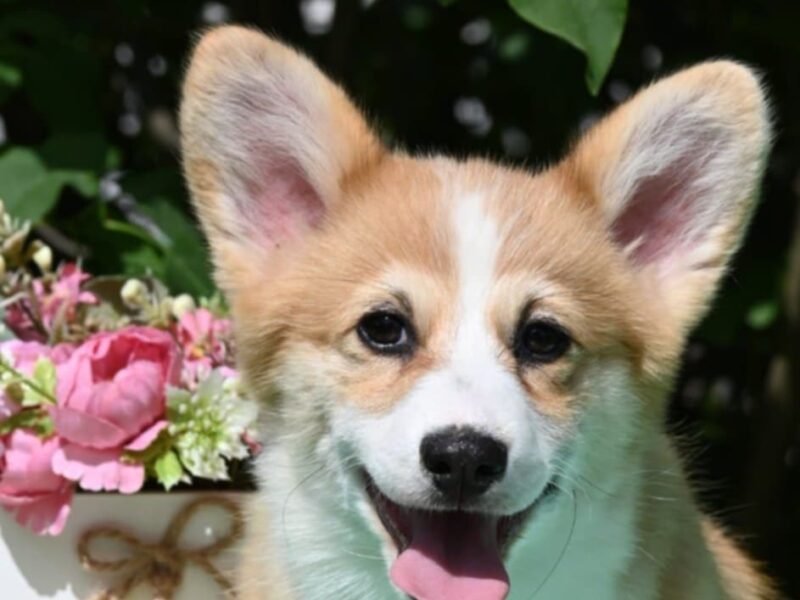 Velski korgi/Welsh Corgi Pembroke