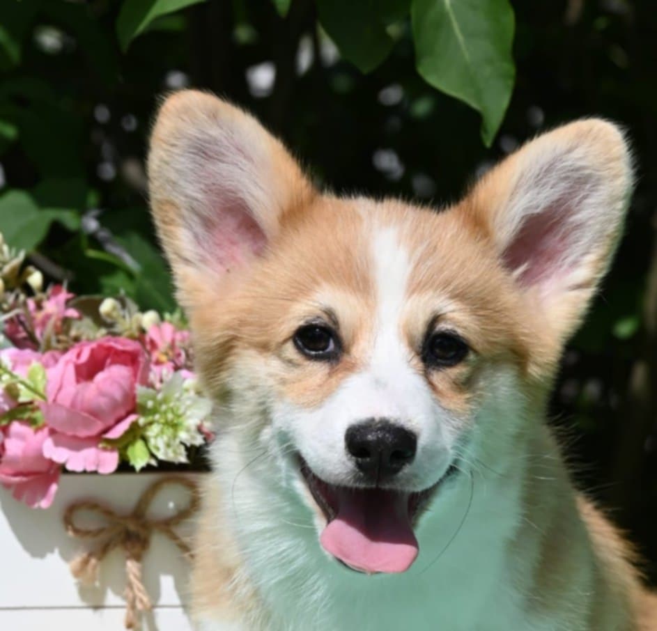 Velski korgi/Welsh Corgi Pembroke
