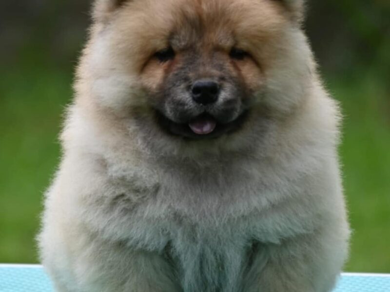 Chow Chow Cau Cau Čau Čau