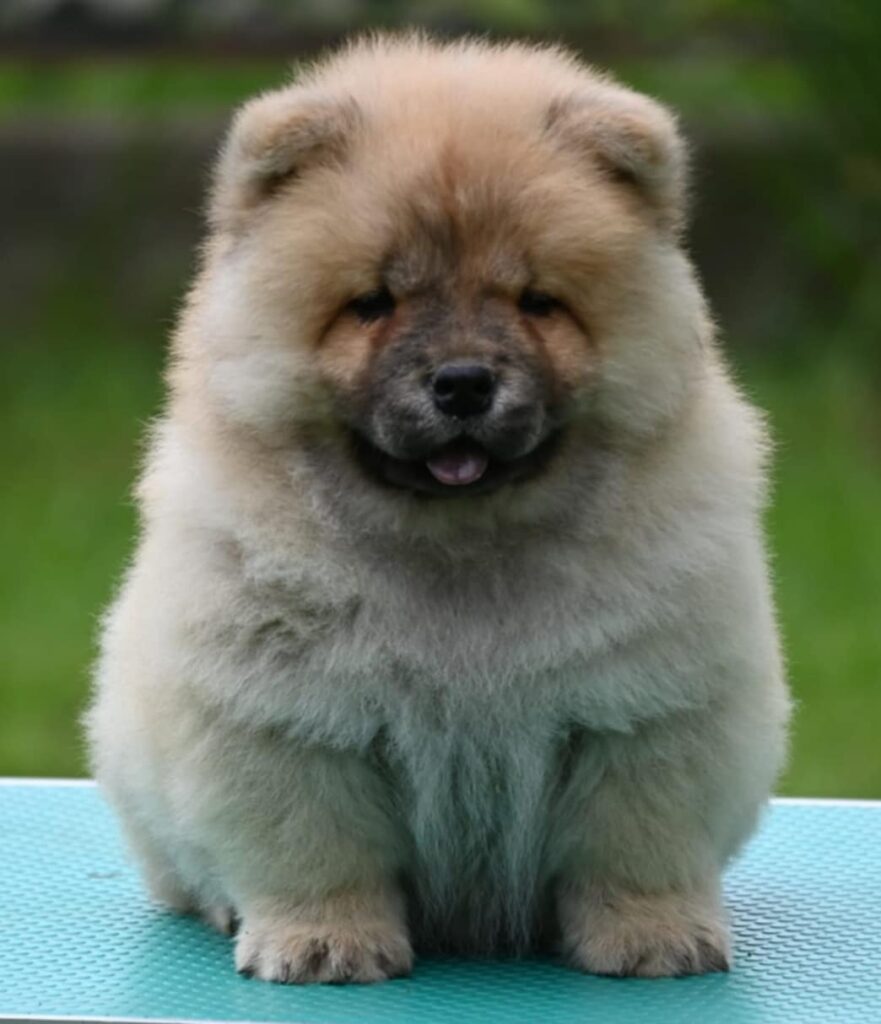 Chow Chow Cau Cau Čau Čau