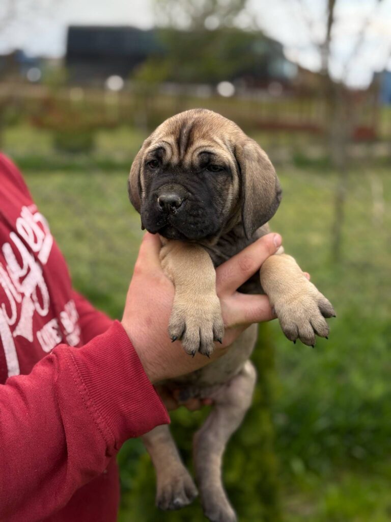 Cane Corso Kane Korso TOP KVALITET