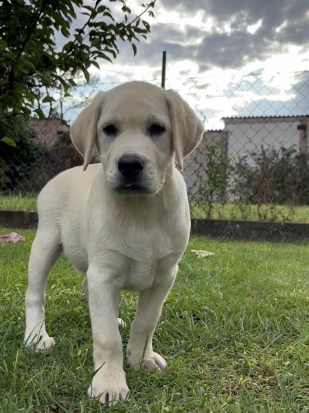 Labrador retriver ženkice