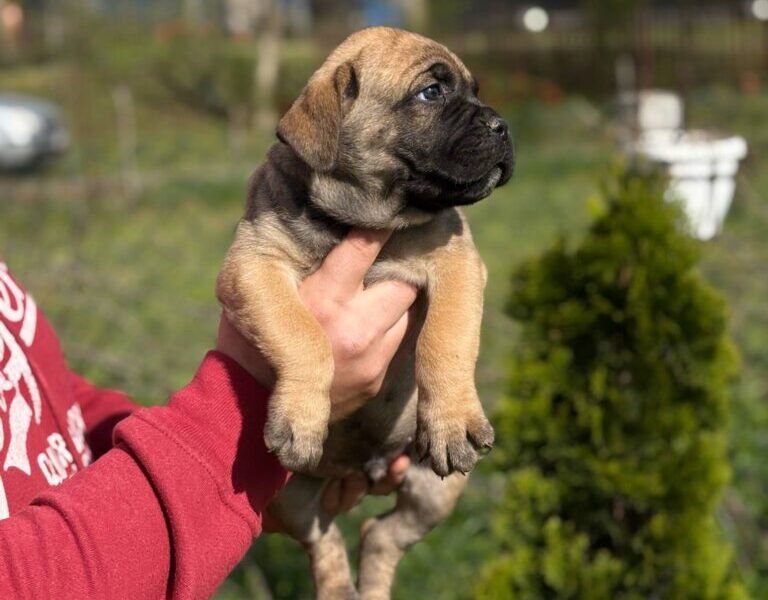 Cane Corso Kane Korso TOP KVALITET