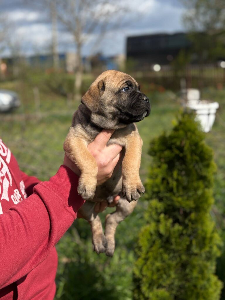 Cane Corso Kane Korso TOP KVALITET