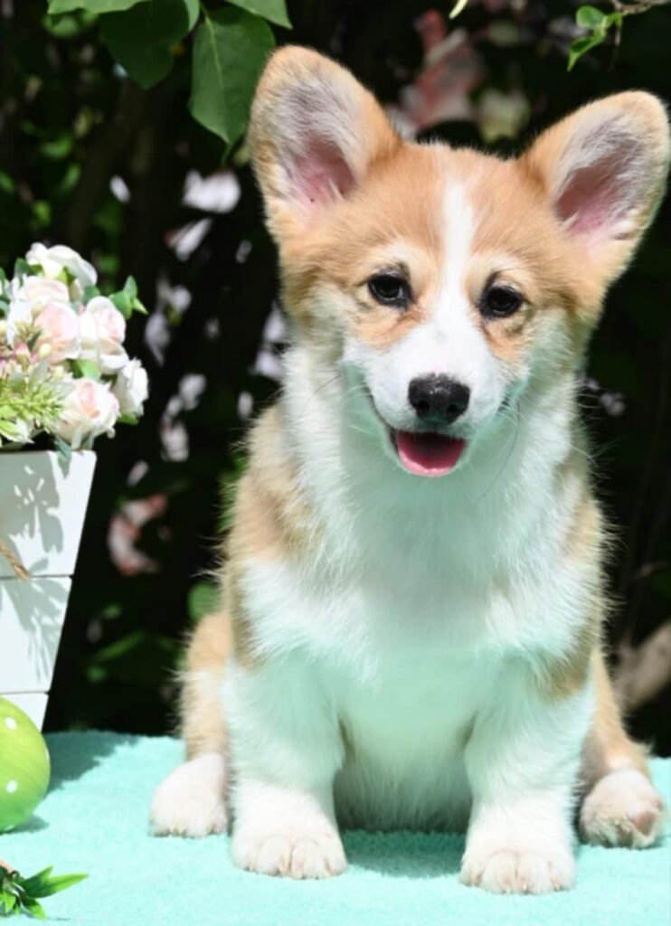 Velski korgi/Welsh Corgi Pembroke