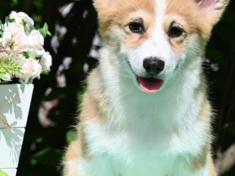 Velski korgi/Welsh Corgi Pembroke