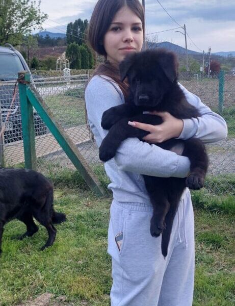 Nemački Ovčar štenci