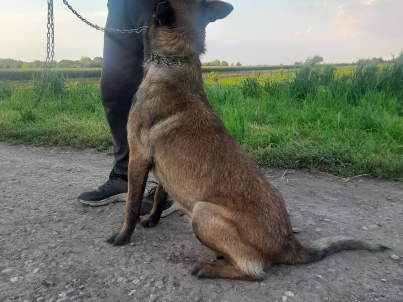 Belgijski ovcar Malinoa štenci