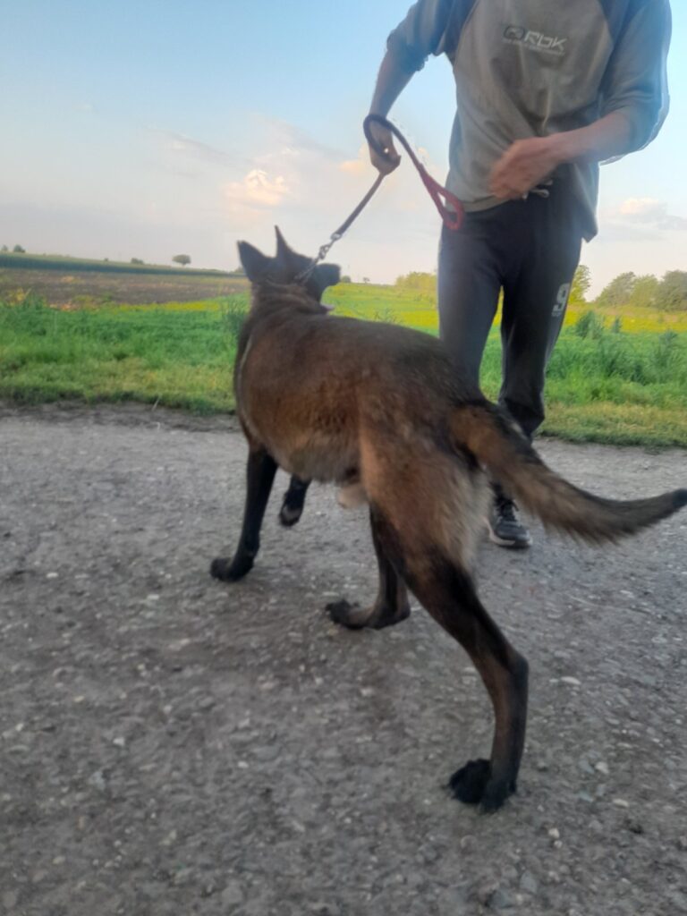 Belgijski ovcar Malinoa štenci