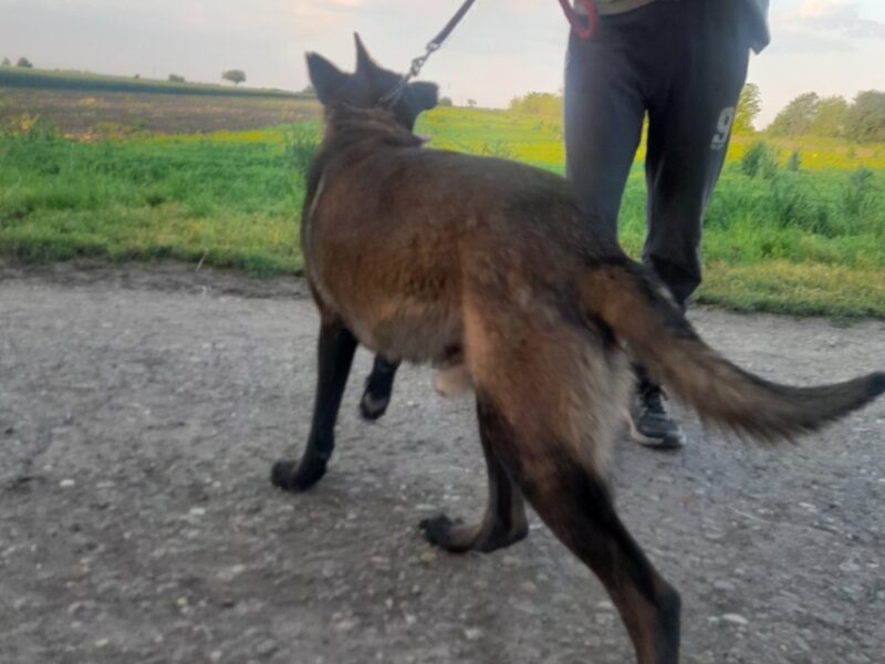 Belgijski ovcar Malinoa štenci