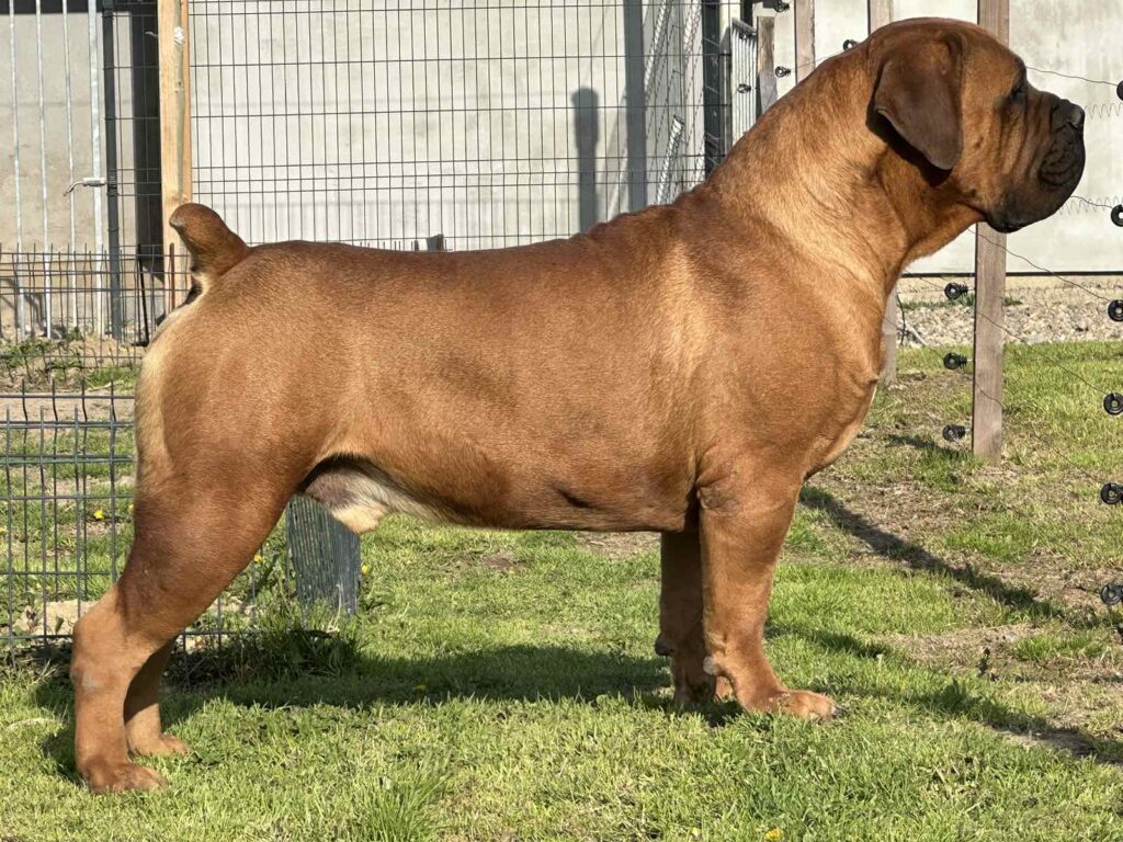 Južnoafrički mastif - Boerboel štenci