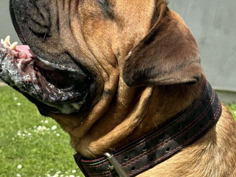 Južnoafrički mastif - Boerboel štenci