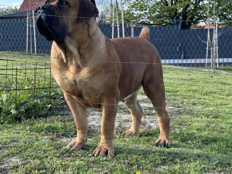 Južnoafrički mastif - Boerboel štenci