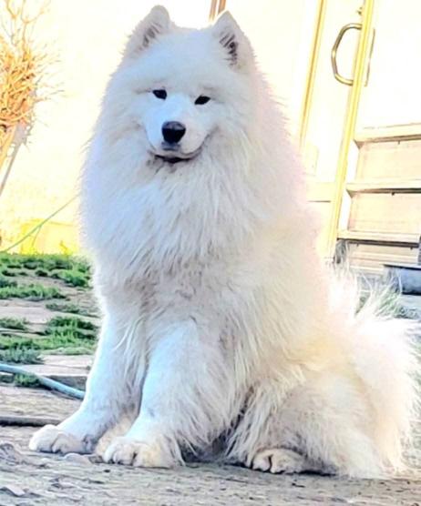 Samojed štenci i odrasli psi