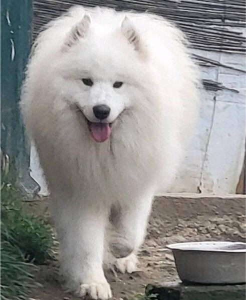 Samojed štenci i odrasli psi