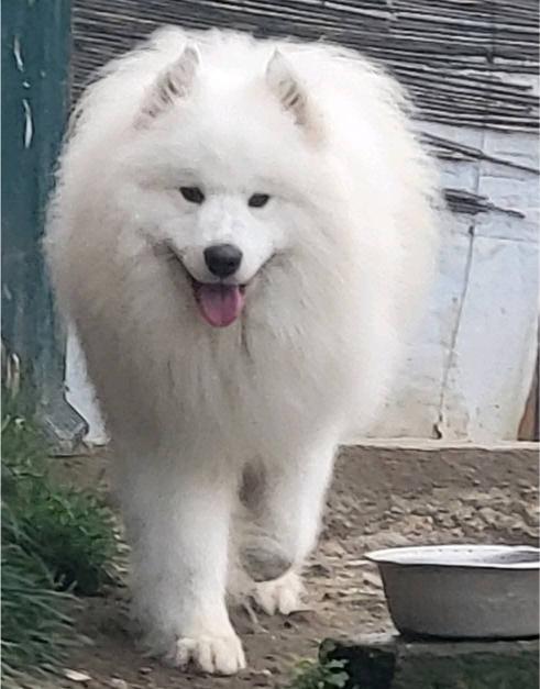 Samojed štenci i odrasli psi