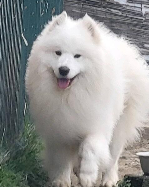 Samojed štenci i odrasli psi