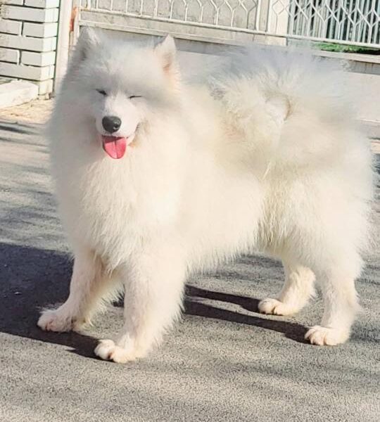 Samojed štenci i odrasli psi
