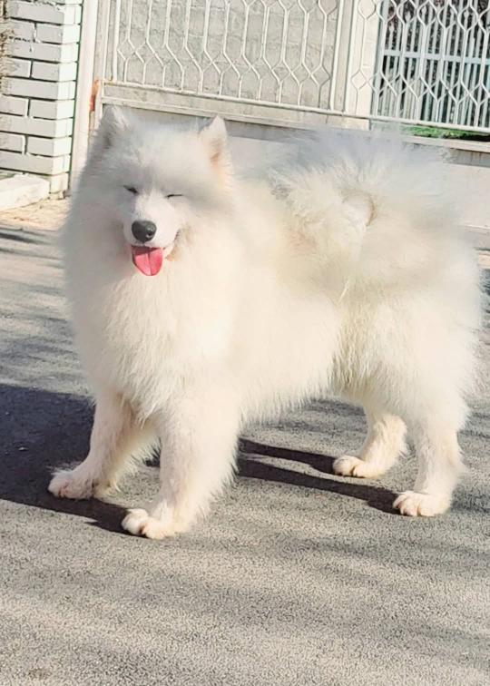 Samojed štenci i odrasli psi