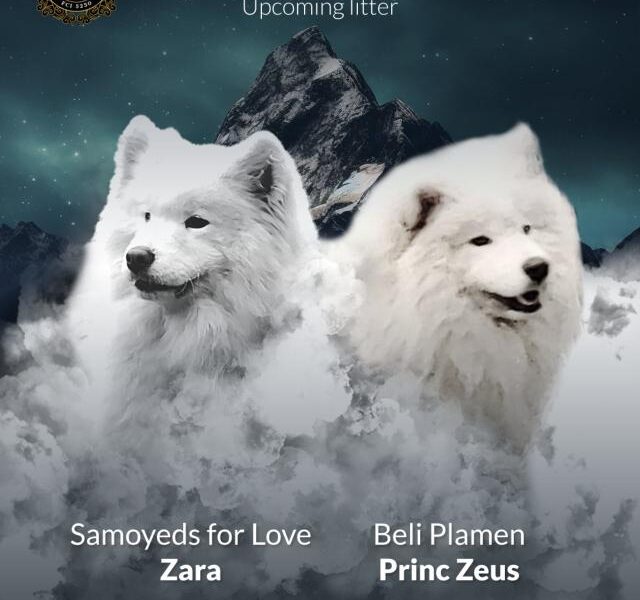 Samojed štenci i odrasli psi