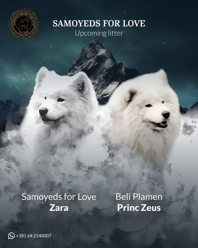 Samojed štenci i odrasli psi