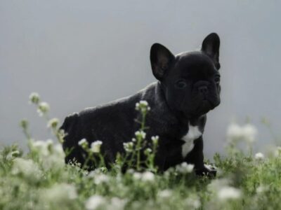 Francuski Buldog prelepi štenci