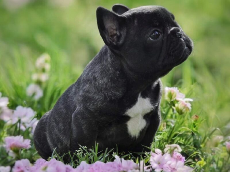 Francuski Buldog prelepi štenci