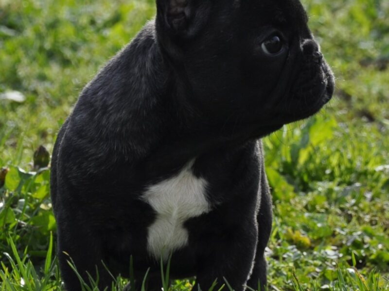 Francuski Buldog prelepi štenci