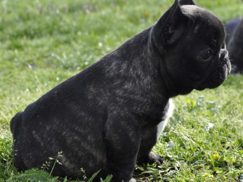 Francuski Buldog prelepi štenci