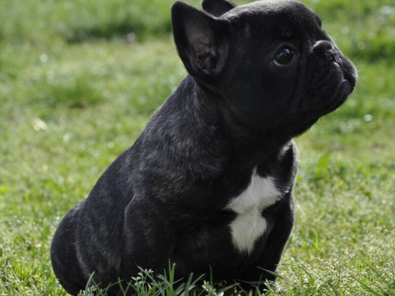 Francuski Buldog prelepi štenci