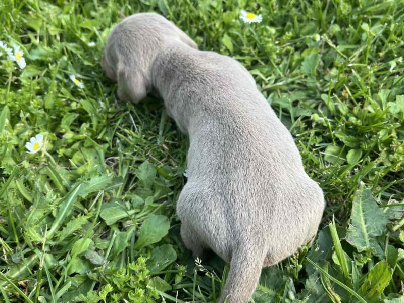 Mini Jazavičar prelepi štenci