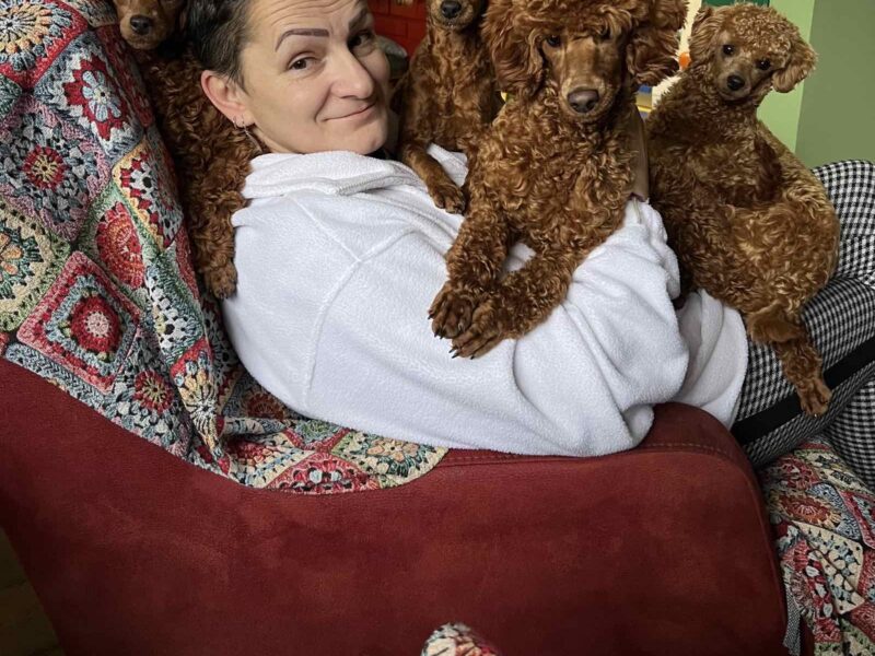 Toy Pudla štenci