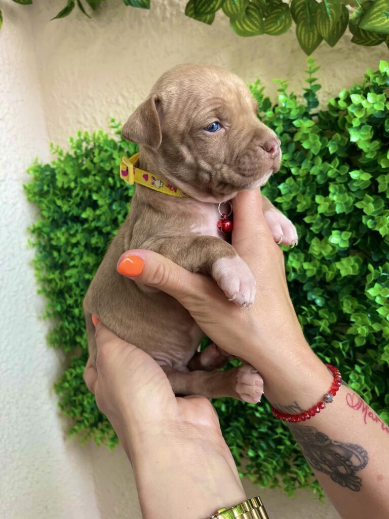 Pit Bul Terijer štenci
