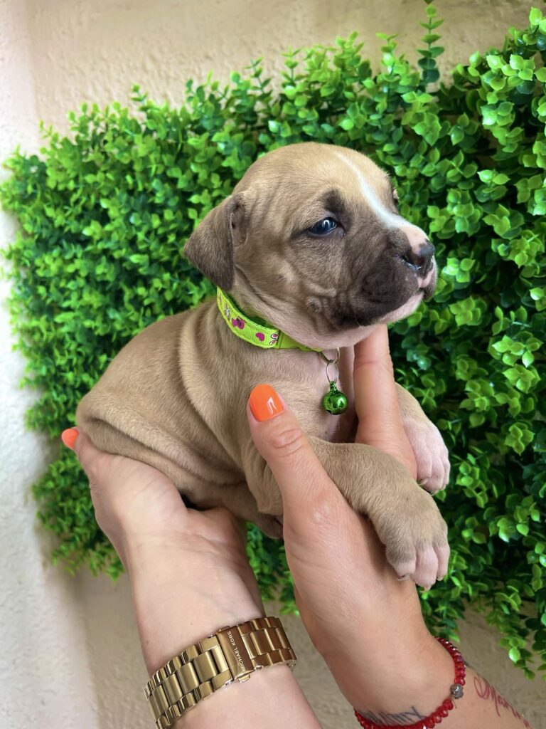 Pit Bul Terijer štenci