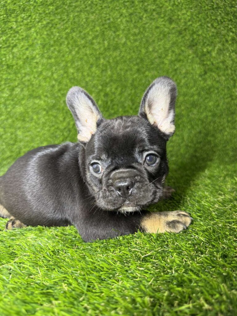 Francuski Buldog prelepi štenci