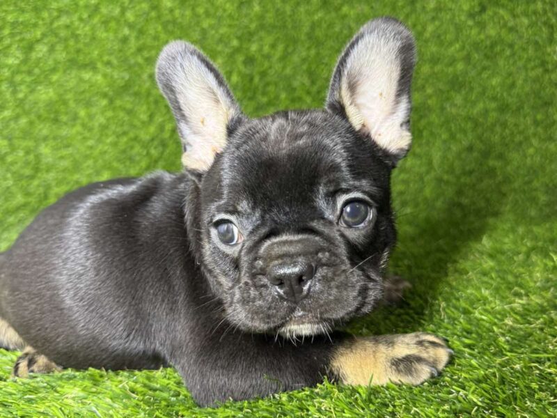 Francuski Buldog prelepi štenci