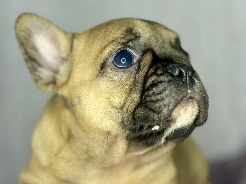 Francuski Buldog prelepi štenci