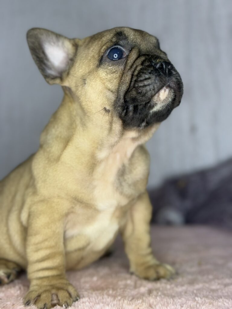 Francuski Buldog prelepi štenci